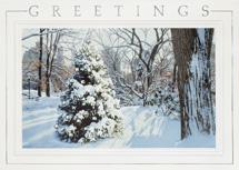 Hidden Treasure Holiday Cards