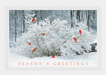 Winter Perch Holiday Cards