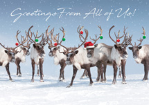 Antler Chandelier Holiday Cards