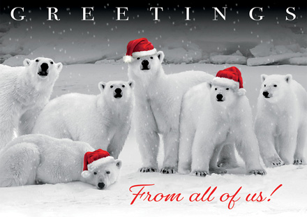 Polar Pack Holiday Cards